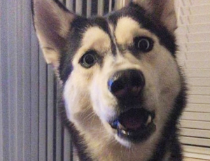 账号代购便宜的网站攻击工具