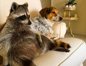 ddos攻击在哪能买到