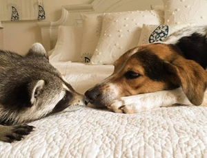 网站攻击工具手机版