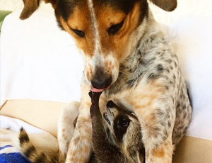 攻击网站在线工具